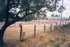 G&aring;sfarm
