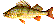 Fisk