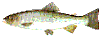 gullsp&aring;ngslax