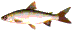Fisk