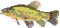 Fisk