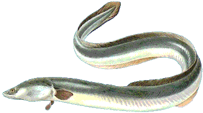 &Aring;l