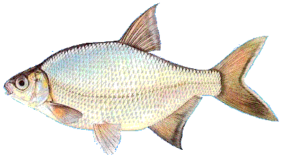 Bj&ouml;rkna