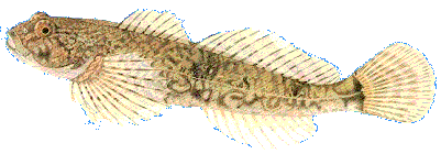 Simpa
