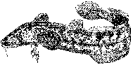 Islake