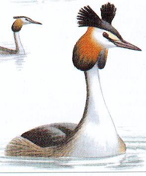 St&aring;ende