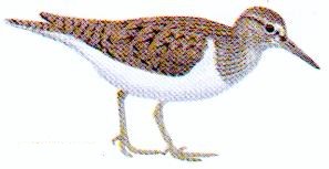 G&aring;ende