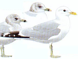 St&aring;ende
