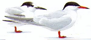 St&aring;ende