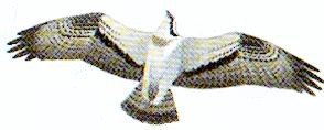 Simmande
