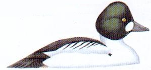 Simmande hane
