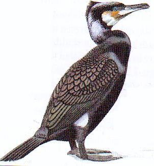 St&aring;ende