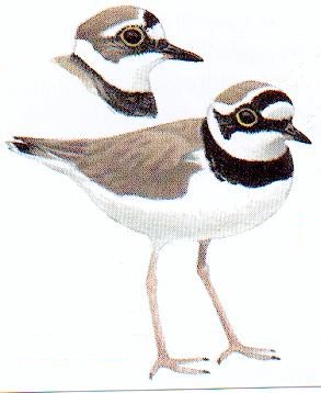 St&aring;ende