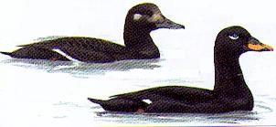 Sv&auml;rta