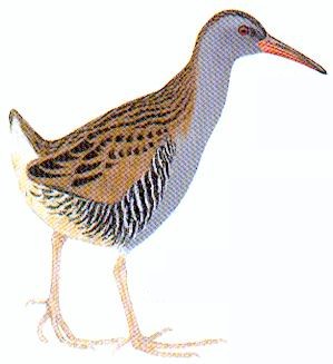 G&aring;ende