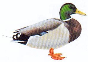 St&aring;ende