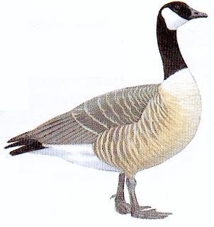 St&aring;ende