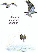 St&aring;ende