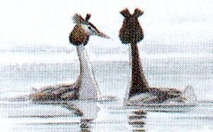Spelande