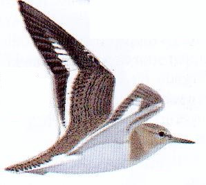 Flygande