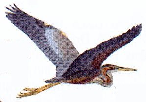 Flygande