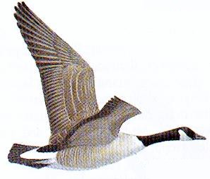 Flygande
