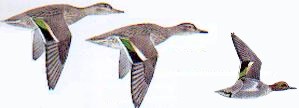 Flygande