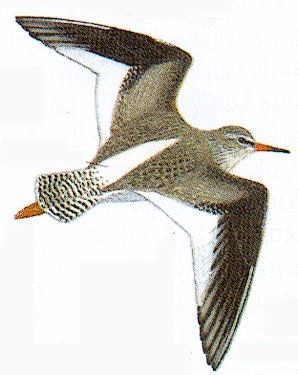 Flygande