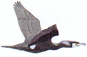 Flygande
