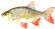 Fisk