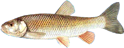 F&auml;rna
